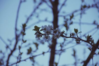 Low angle view of flower tree against sky