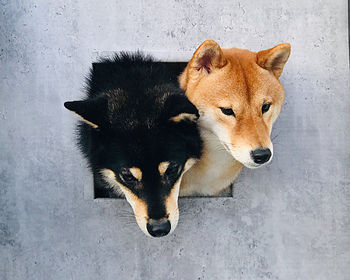 High angle portrait of a dog