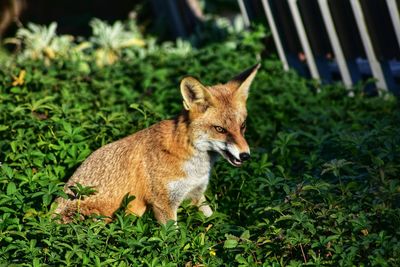 Portrait of cat on grass