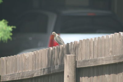 Close-up of bird perching on wood