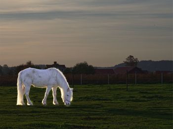 Horses in a field