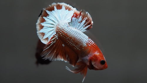 Close-up of fish swimming in sea