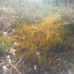 Plants growing on field
