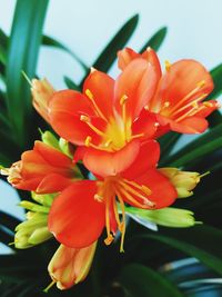 Close-up of red flowering plant