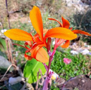 Close-up of orange lily blooming outdoors