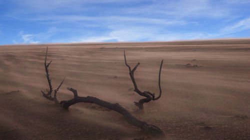 Dead plant on sand dune