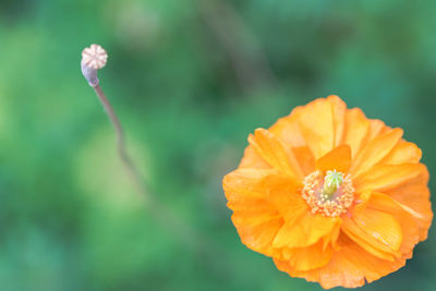 Close-up of orange flower