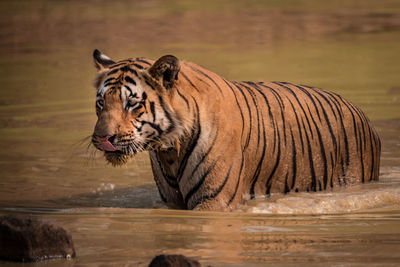 Tiger in shallow water