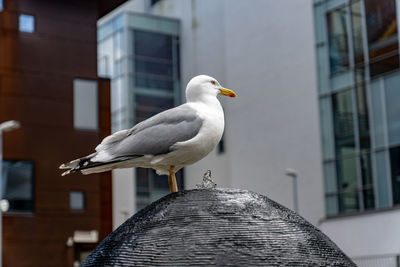 Close-up of seagull perching on a building