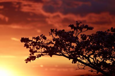 Low angle view of silhouette tree against dramatic sky