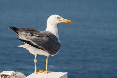 Seagull perching on a sea