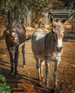 Portrait of donkeys standing in field