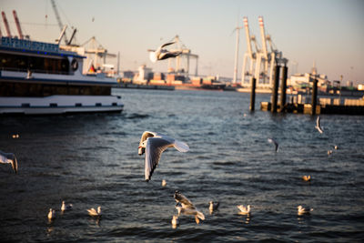 Seagulls flying over sea