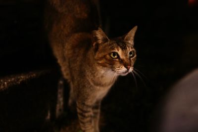 Close-up portrait of cat