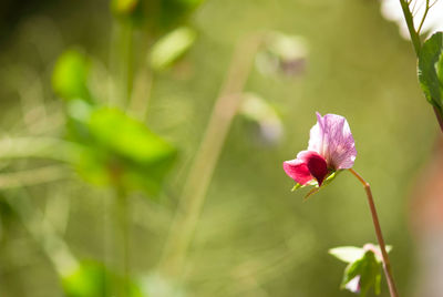 Close-up of pink flowering plant