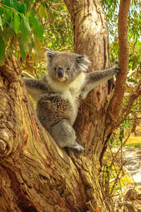 Portrait of squirrel sitting on tree trunk