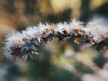 Close-up of wilted plant