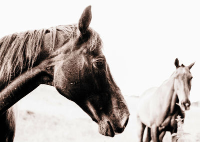 Close-up of horse