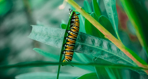 Close-up of butterfly on leaf