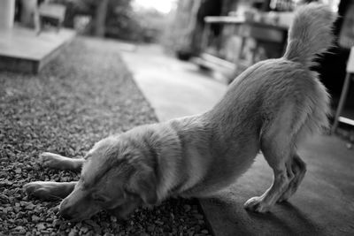 Side view of dog resting