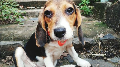 Portrait of dog sitting outdoors