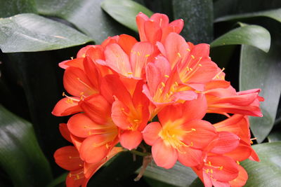 Close-up of red flower