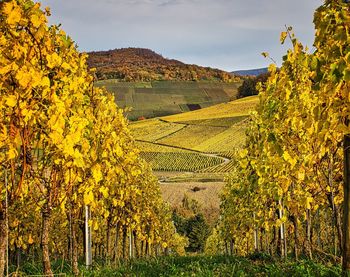 View of vineyard against sky during autumn