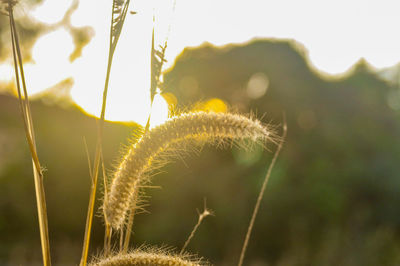 Close-up of dandelion on grass