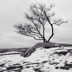 Bare trees on snow covered landscape