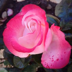 Close-up of pink rose