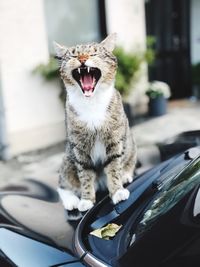 Cat sitting in a car