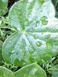 Close-up of leaves