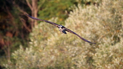 Close-up of a bird flying