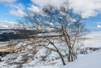 Bare tree on snow covered landscape