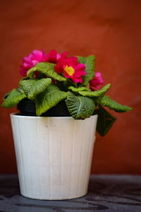 Close-up of potted plant on table