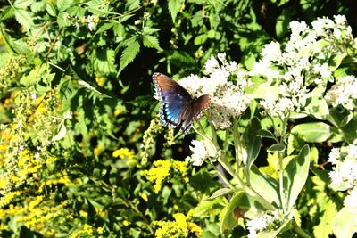 Close-up of insect on plant