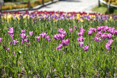 Purple flowers blooming in field