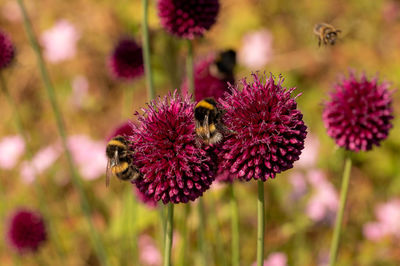 Close-up of bee pollinating on flower