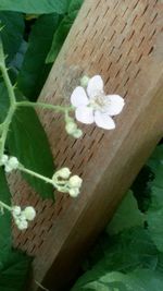 Close-up of white flowers