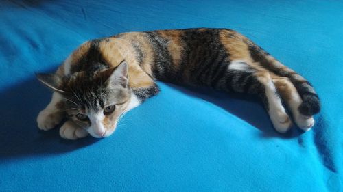 High angle view of cat sleeping on bed