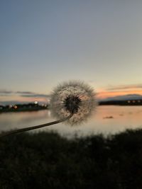 Close-up of dandelion against sky during sunset