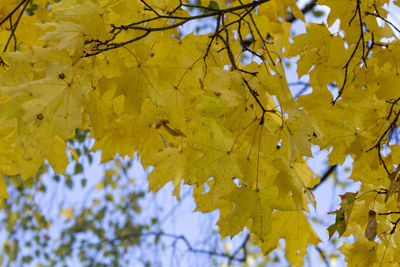 Low angle view of maple leaves on tree