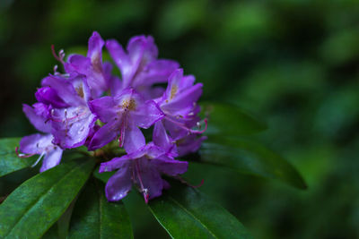 Close-up of purple flowers