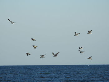 Low angle view of seagulls flying over sea against clear sky