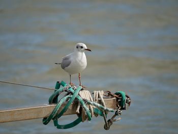 Close-up of bird perching on shore