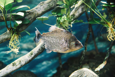 Close-up of fish swimming in sea