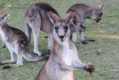 Close-up of deer eating grass