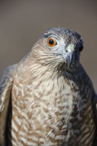 Close-up portrait of an eagle