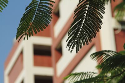 Low angle view of plant against house