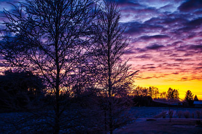 Silhouette of trees at sunset